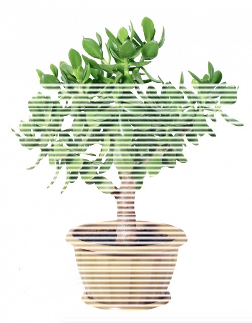 Cây trồng trong nhà mang lại tài lộc và sức khỏe năm mới - ảnh 6