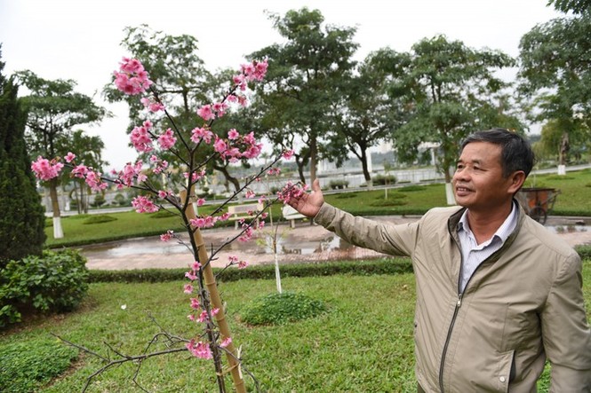 Hà Nội rực rỡ sắc hoa Anh Đào ngày Tết - ảnh 4