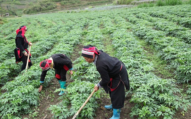 Akina Đông Á đầu tư phát triển cây tía tô Nhật Bản chất lượng cao - ảnh 1