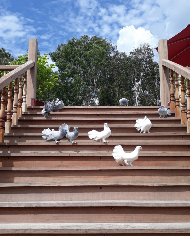 Khác lạ Trà Sư - ảnh 2