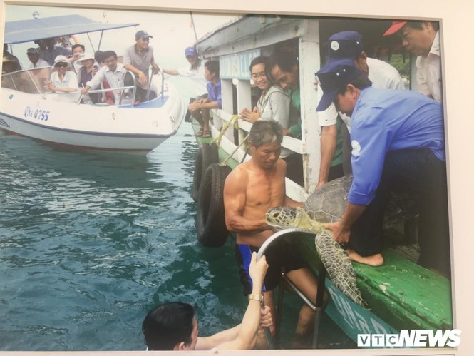 Kinh hãi những cuộc tàn sát rùa biển ở Cù Lao Chàm - ảnh 2