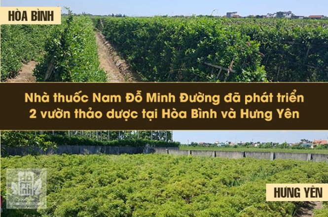 Đầu tư vào dược liệu sạch, Đỗ Minh Đường chữa rối loạn cương dương hiệu quả - ảnh 1