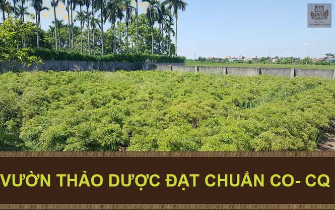 Lương y Đỗ Minh Tuấn chữa bệnh yếu sinh lý bằng thuốc nam hiệu quả - ảnh 4