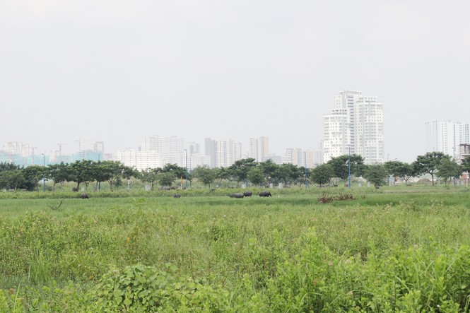 Tạo dựng quỹ đất, chuyển nhượng dự án cuộc đua của những ông lớn - ảnh 2