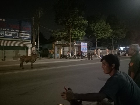 Bò ‘điên’ húc nhiều người bị thương gây náo loạn đường phố - ảnh 2