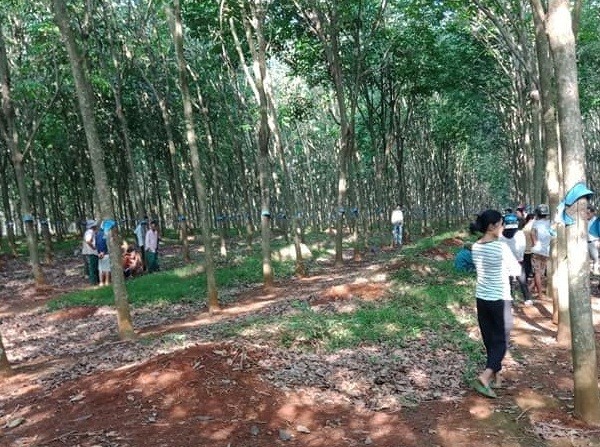 Phát hiện người đàn ông treo cổ trên cây cao su - ảnh 1
