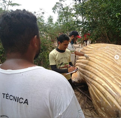 Bí ẩn cá voi khổng lồ chết trong rừng Brazil - ảnh 1