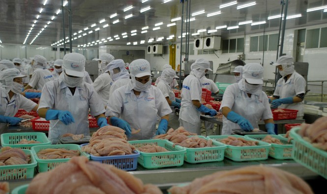 Mỹ công nhận tương đương cho cá tra Việt Nam - ảnh 1