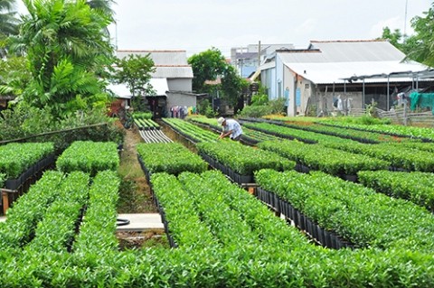 “Thủ phủ” hoa Sa Đéc cung cấp 3 triệu giỏ hoa Tết - ảnh 2