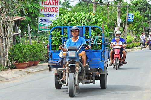 “Thủ phủ” hoa Sa Đéc cung cấp 3 triệu giỏ hoa Tết - ảnh 6