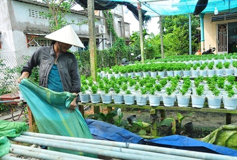 “Thủ phủ” hoa Sa Đéc cung cấp 3 triệu giỏ hoa Tết - ảnh 4
