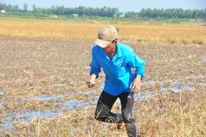 Nhộn nhịp bắt chuột đồng mùa lũ kiệt - ảnh 5