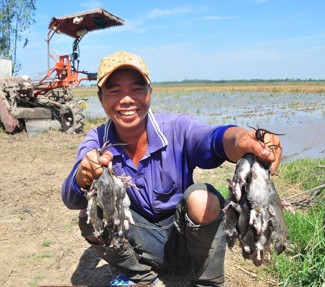 Nhộn nhịp bắt chuột đồng mùa lũ kiệt - ảnh 1
