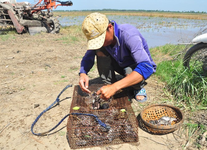Nhộn nhịp bắt chuột đồng mùa lũ kiệt - ảnh 10