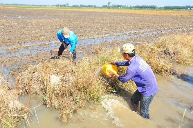 Nhộn nhịp bắt chuột đồng mùa lũ kiệt - ảnh 2
