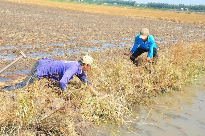 Nhộn nhịp bắt chuột đồng mùa lũ kiệt - ảnh 3