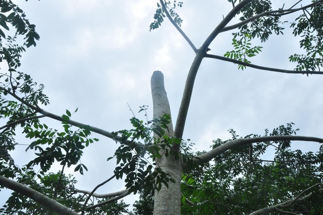 Dân