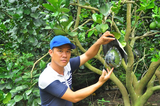 Trái cây độc, lạ rục rịch vào tết - ảnh 10
