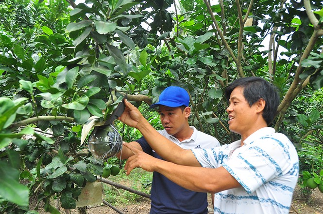 Trái cây độc, lạ rục rịch vào tết - ảnh 9