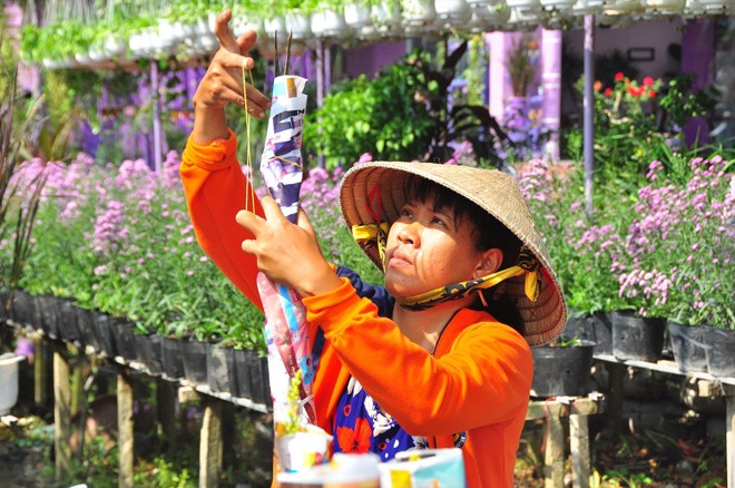 Thị trường hàng Tết: Hoa quả độc lạ lên ngôi - ảnh 1