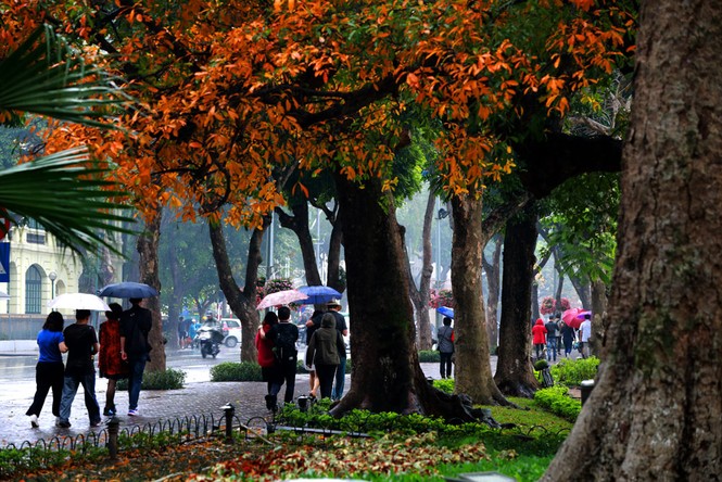 Hà Nội đẹp mơ màng, lãng mạn như phim vào mùa cây thay lá - ảnh 5