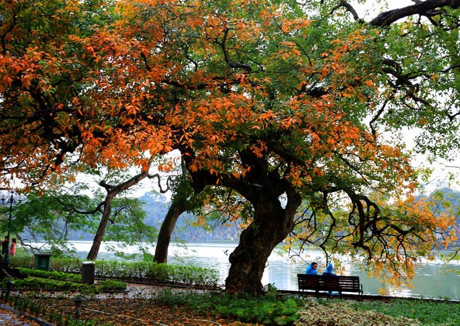 Hà Nội đẹp mơ màng, lãng mạn như phim vào mùa cây thay lá - ảnh 7