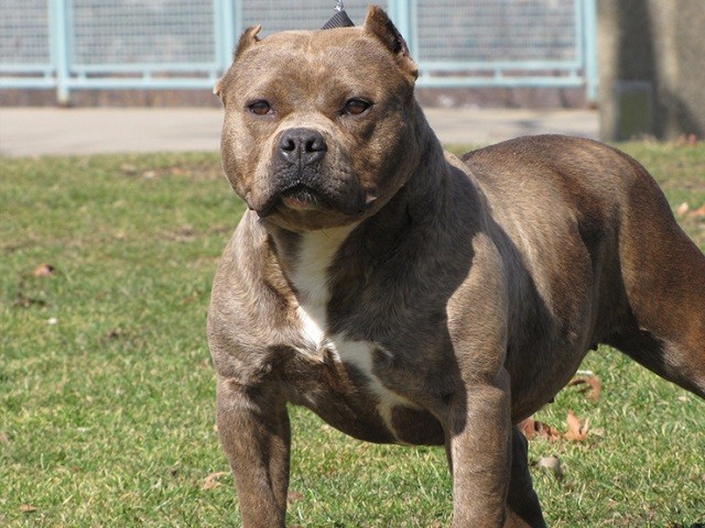 Chó sục Pit Bull Mỹ, giống chó lai nổi tiếng - ảnh 1
