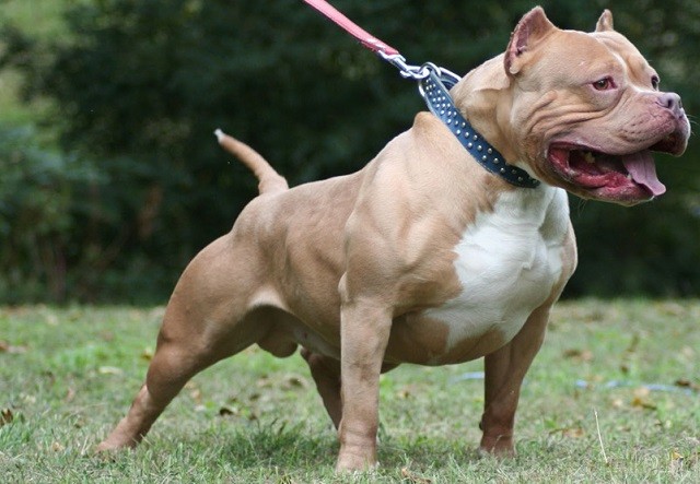 Chó sục Pit Bull Mỹ, giống chó lai nổi tiếng - ảnh 2