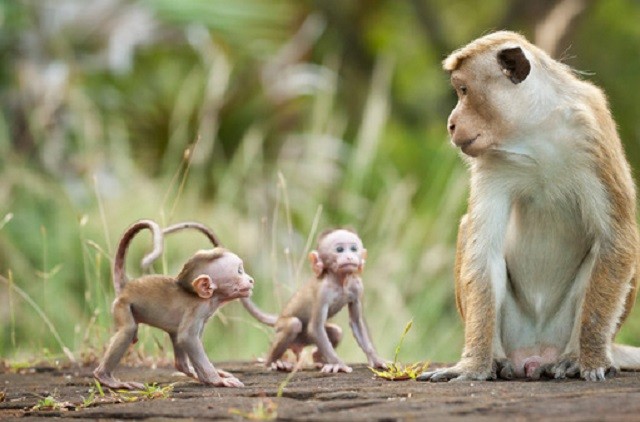 Những điều bất ngờ và thú vị về tâm lý động vật - ảnh 3
