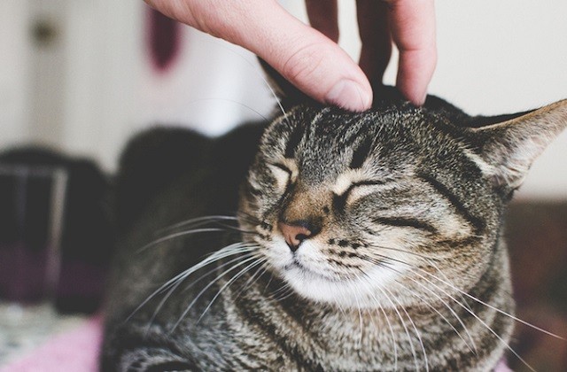 Những điều bất ngờ và thú vị về tâm lý động vật - ảnh 2