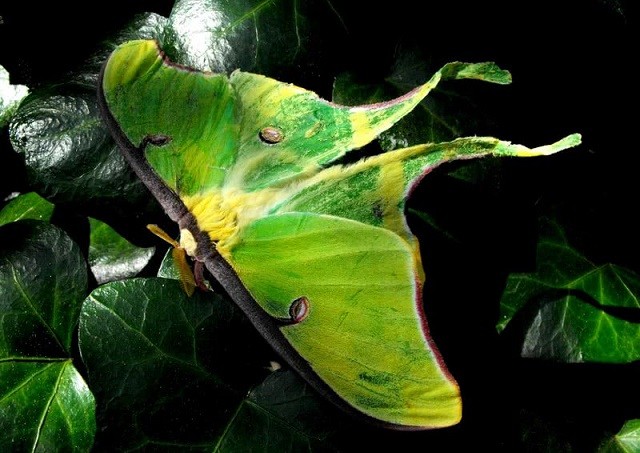10 loài động vật kỳ thú chỉ có ở Bắc Mỹ - ảnh 2