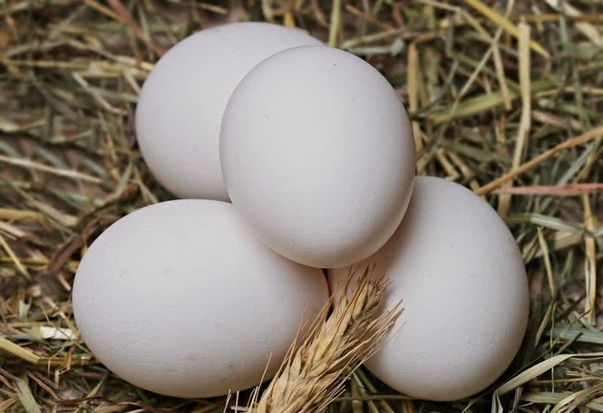8 loại thức ăn nguy hiểm đối với mèo - ảnh 3