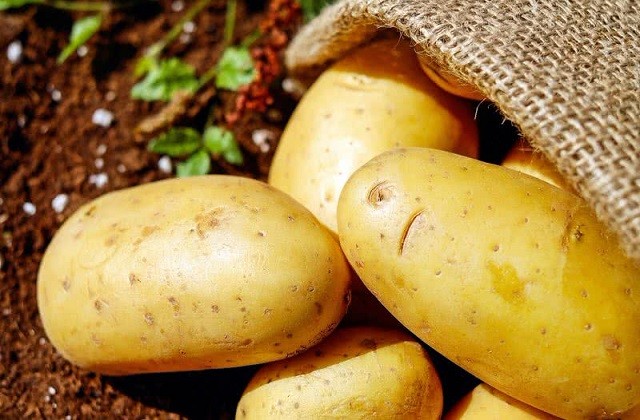 8 loại thức ăn nguy hiểm đối với mèo - ảnh 1