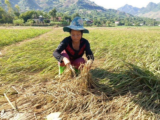Sơn La: Quặn đau, sau lũ cánh đồng xanh chỉ toàn bùn và cát - ảnh 3