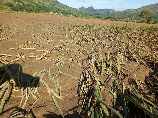 Sơn La: Quặn đau, sau lũ cánh đồng xanh chỉ toàn bùn và cát - ảnh 2