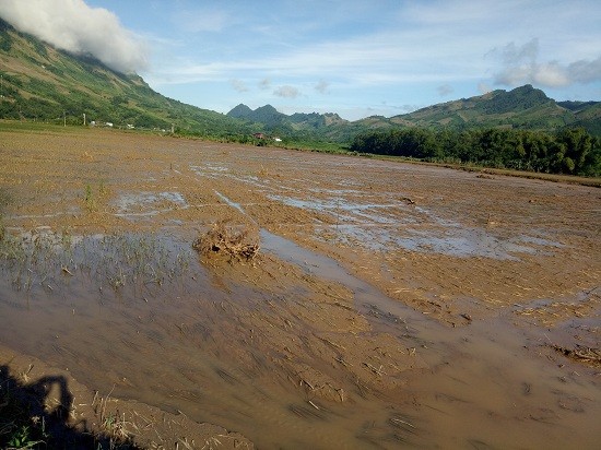 Sơn La: Quặn đau, sau lũ cánh đồng xanh chỉ toàn bùn và cát - ảnh 4