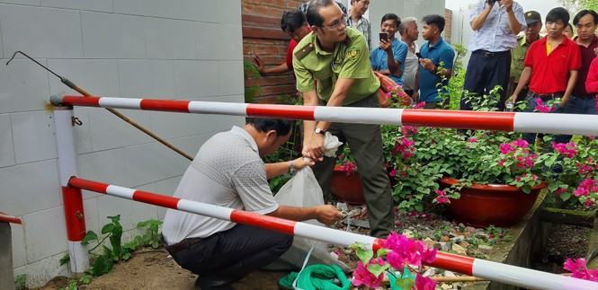 Cặp rắn hổ mây “khủng” được gắn chíp trước khi thả về rừng - ảnh 1
