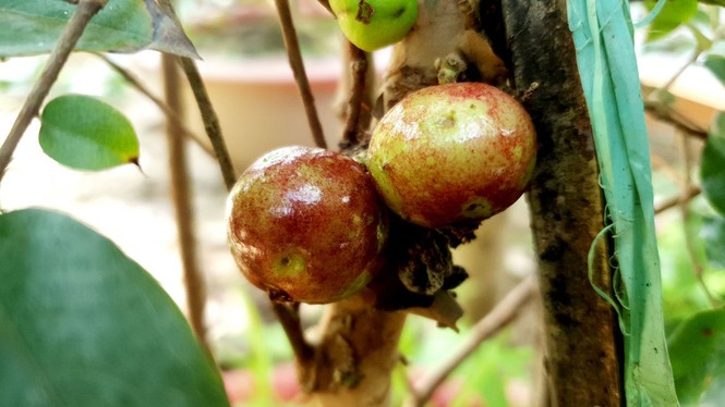 Chiêm ngưỡng vườn nho thân gỗ của thầy giáo xứ Cù Lao - ảnh 3
