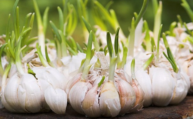 Những loại củ mọc mầm cực độc, biết mà tránh kẻo 'tàn đời' - ảnh 3