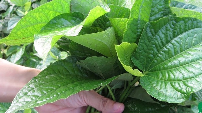 Lá lốt: Cực tốt và cực độc, biết mà tránh kẻo mang họa vào thân - ảnh 1