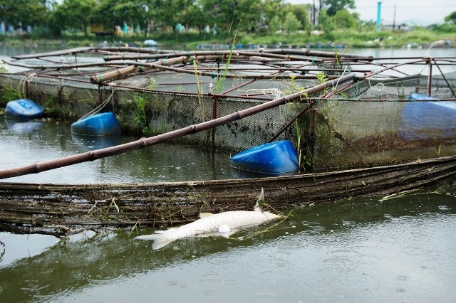 Hàng chục tấn cá nuôi ở Huế chết do sốc nhiệt nắng nóng - ảnh 3