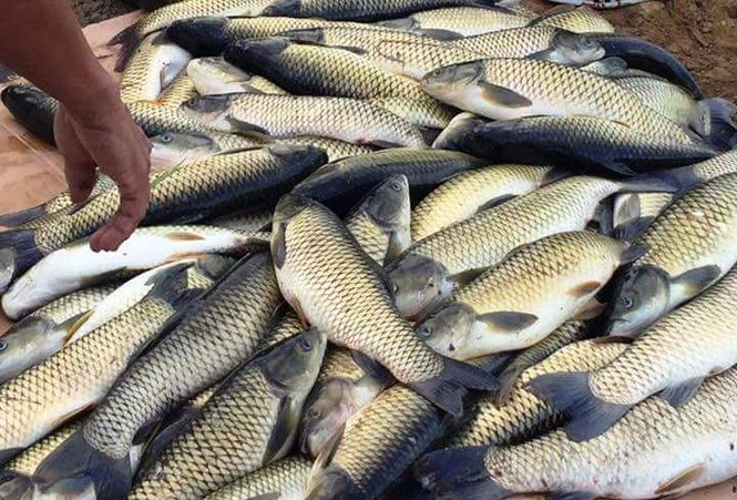 Hàng chục tấn cá nuôi ở Huế chết do sốc nhiệt nắng nóng - ảnh 1