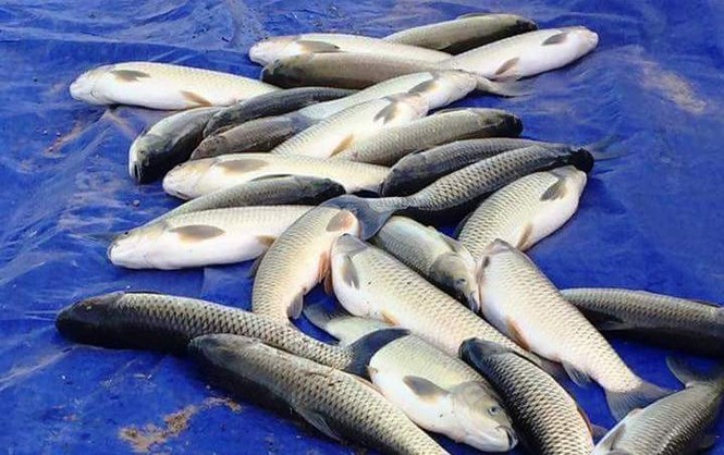 Hàng chục tấn cá nuôi ở Huế chết do sốc nhiệt nắng nóng - ảnh 2