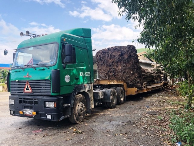 Xe chở cây 'khủng' lọt qua nhiều tỉnh thành bị bắt tại Huế - ảnh 1