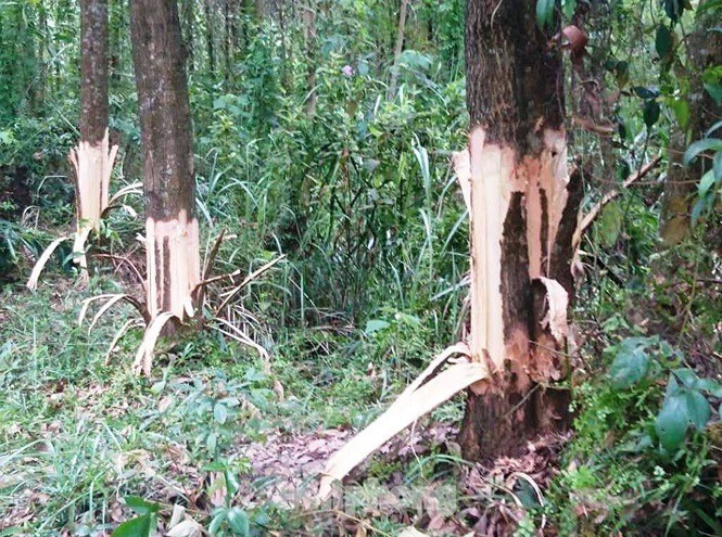 Bí thư xã chỉ đạo phá cây của dân: 'Hạ cánh an toàn' - ảnh 1