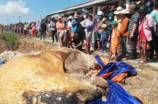 Xác cá Ông 10 tấn dạt vào bờ biển Bạc Liêu - ảnh 1
