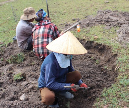 Phú Yên - “sốt” đào đá đen 4 triệu đồng/kg - ảnh 6