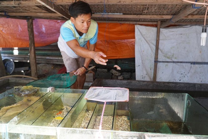 Độc lạ bể cá cảnh biển hái tiền tỷ của chàng kỹ sư viễn thông Lý Sơn - ảnh 1