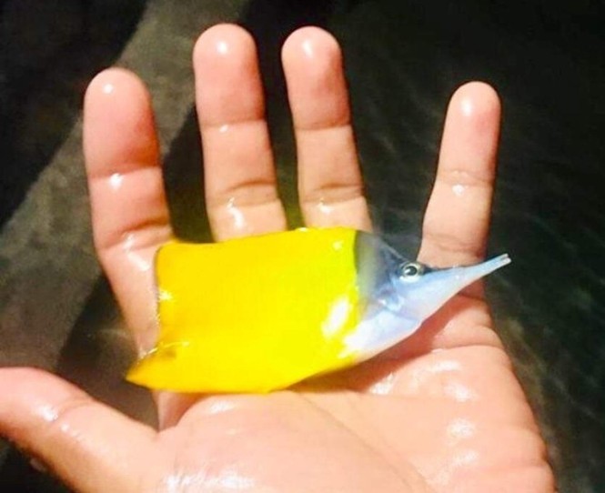 Độc lạ bể cá cảnh biển hái tiền tỷ của chàng kỹ sư viễn thông Lý Sơn - ảnh 10