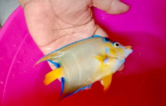 Độc lạ bể cá cảnh biển hái tiền tỷ của chàng kỹ sư viễn thông Lý Sơn - ảnh 17